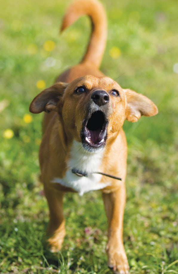 Hundskall Ljudfil () Hundskall Ljudfil